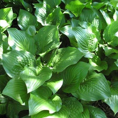 Funkia Hosta Royal Standard (P9)