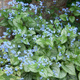 Brunnera wielkolistna Jack Frost (C2)