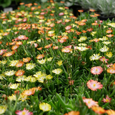 Delosperma Coopera Ice Cream™ MixMasters® Swirl