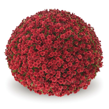 Chryzantema drobnokwiatowa Jasoda Red sadzonki w doniczce P11
