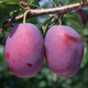 Śliwa Jubileum Plant Pack 