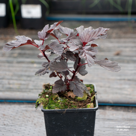 Pęcherznica kalinolistna Purple Horizon (C2)