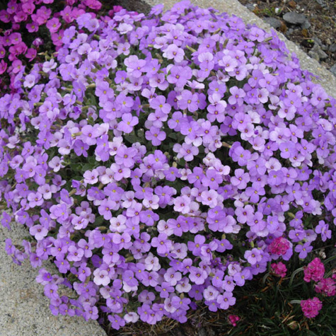 Żagwin ogrodowy niebieski (C2)