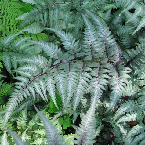 Wietlica japońska Paproć 'Red Beauty'