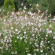 Gaura biała 0,5g Toraf