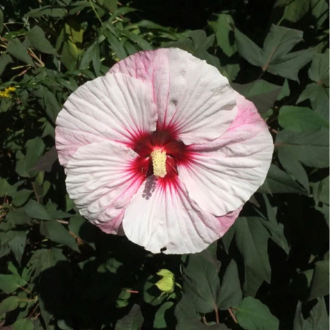 Hibiskus bylinowy Nippon Blush (C2)