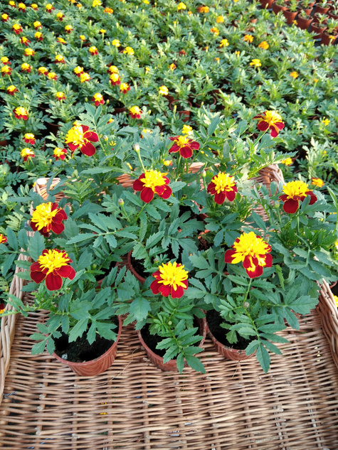 Aksamitka Aksamitki Byczek żółto-brązowa nisk Odstrasza Komary