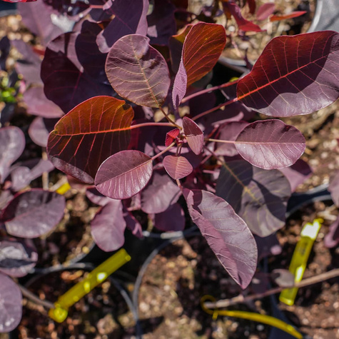 Perukowiec podolski Lilla (C2)