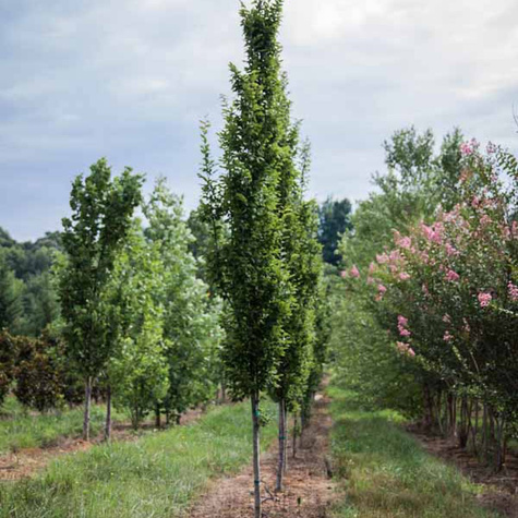 Grab kolumnowy Frans Fontaine