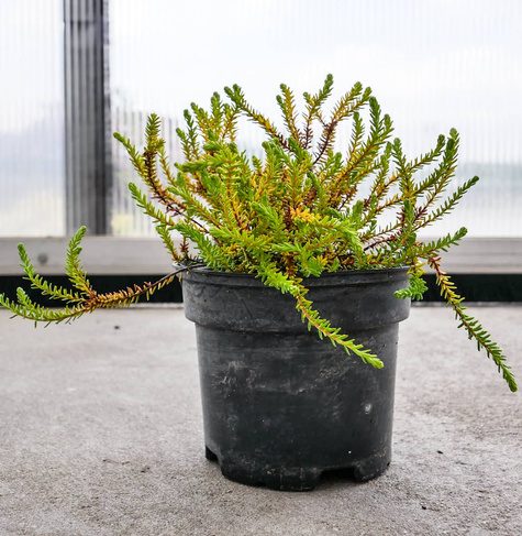 Bażyna Czarna roślina lecznicza (C2)