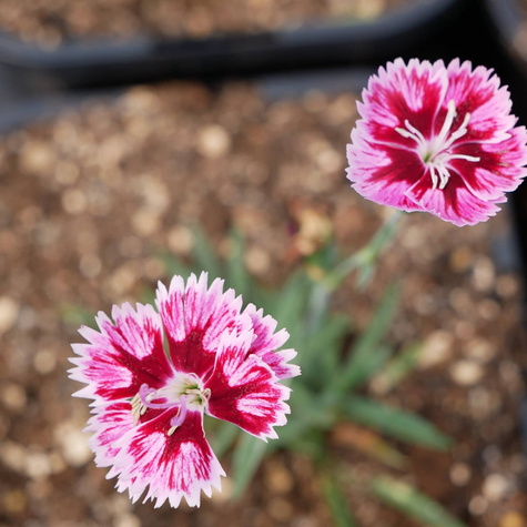 Goździk ogrodowy Supernova