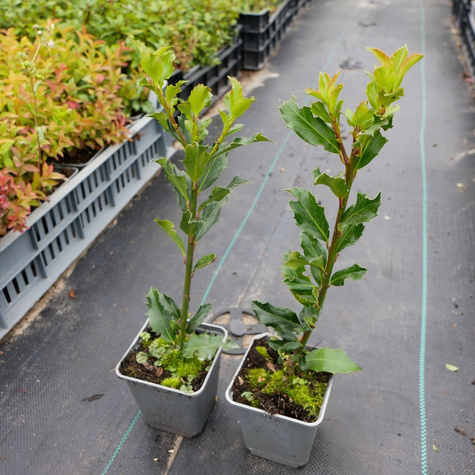 Ostrokrzew Golden Girl żeński (P9)