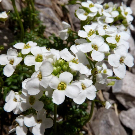 Rzeżuszka alpejska Cristal Carpet (C2)