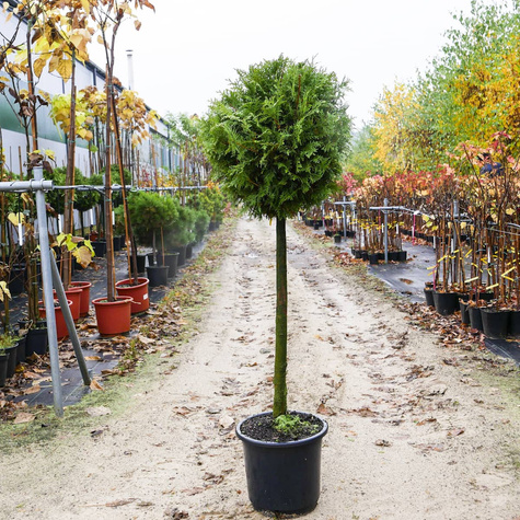 Tuja Thuja Kula na pniu