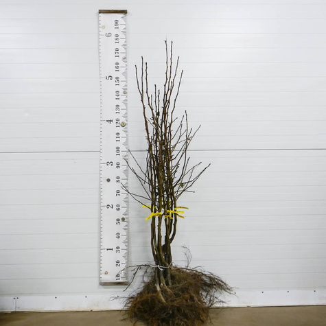 Grusza Kongresówka Plant Pack