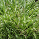 Kosmatka olbrzymia Sherwood (C2)