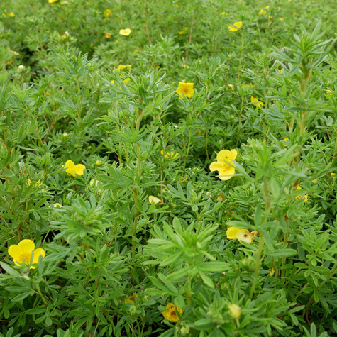 Pięciornik krzewiasty Goldfinger (P9)