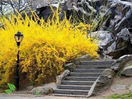 Forsycja pośrednia Pa (C2)