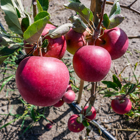 Jabłoń Katia Plant Pack