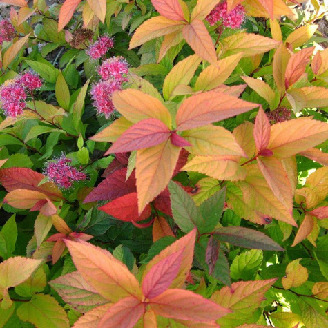 Tawuła japońska Macrophylla (C2)
