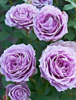 Róża rabatowa Novalis