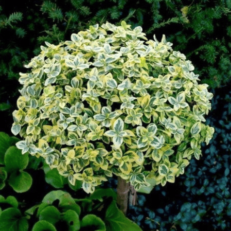 Trzmielina Fortune'a Emerald Gaiety na pniu (C2)