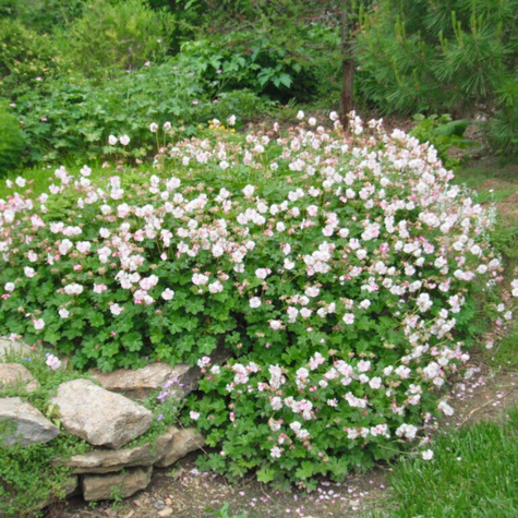 Bodziszek kantabryjski Biokovo (C2)