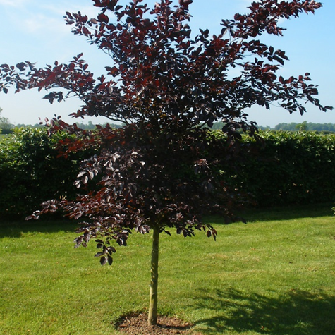 Buk pospolity Atropunicea Jeden z piękniejszych (C15)