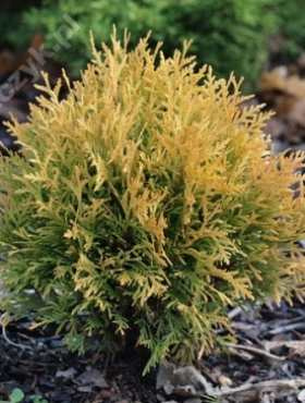 Thuja Tuja Żywotnik zachodni Amber Glow (C2)
