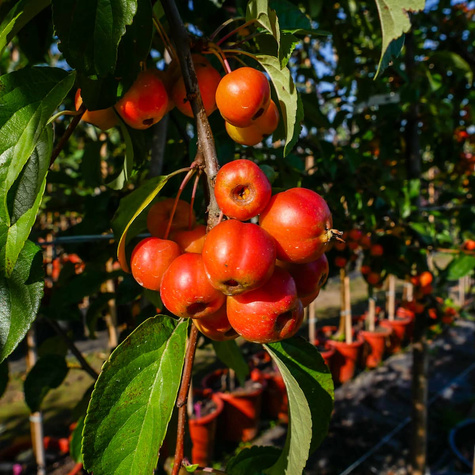 Jabłoń ozdobna Profesor Sprenger (obw. 6-8cm)