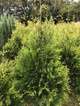 Thuja Tuja Żywotnik zachodni 'Waxen'