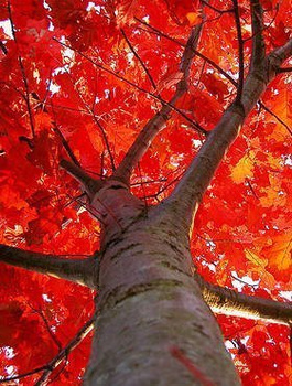 Dąb czerwony Quercus Rubra