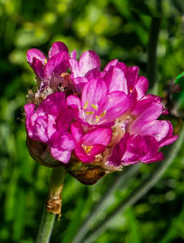 Zawciąg nadmorski Abbey Deep Rose (C2)