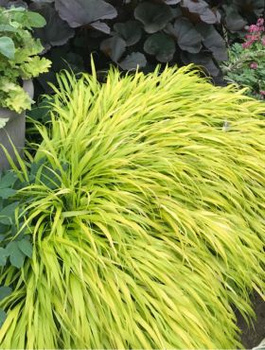 Hakonechloa smukła All Gold (C2)