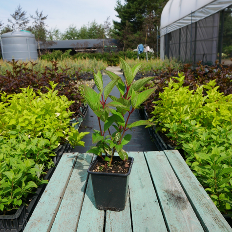 Hortensja bukietowa Early Harry (P9)