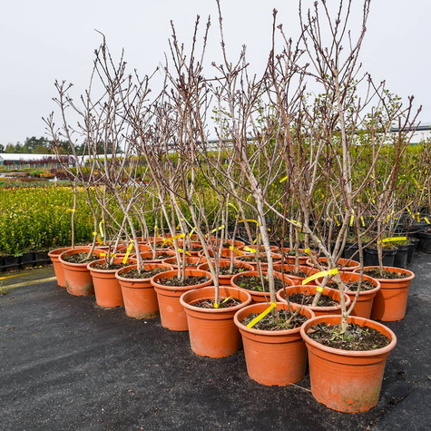 Perukowiec podolski (C2)