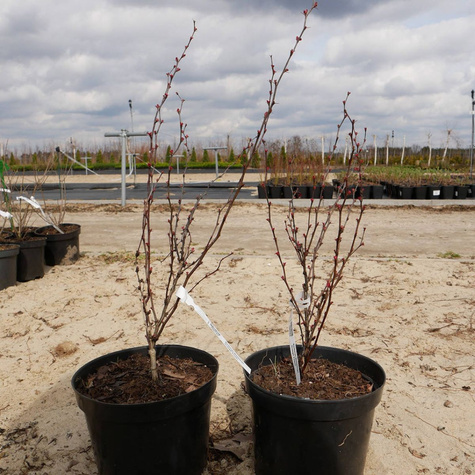 Berberys Thunberga Orange Tower (C2)