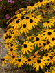 Rudbekia błyskotliwa City Garden