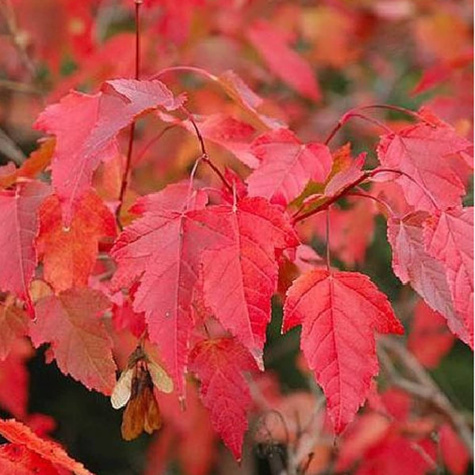 Klon tatarski Ginnala Ognisty (C2)