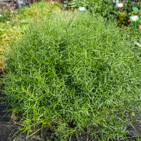 Aster wrzoslistny Aster ericoides (C2)