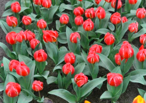 Tulipan Greiga Friendly Fire