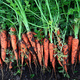 Marchew jadalna Nantejska Polana średnio-późna 50g