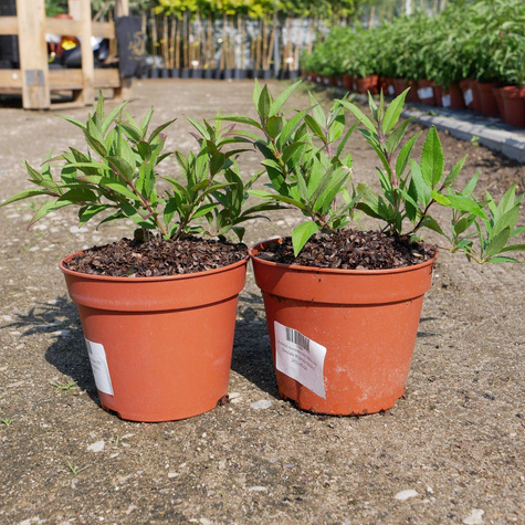 Żylistek mieszańcowy Nikko (C2)