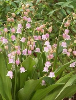 Konwalia majowa Rosea