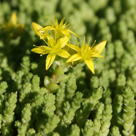 Rozchodnik ostry (C2)