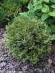 Thuja Tuja Żywotnik zachodni 'Waterfield'