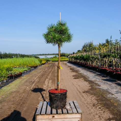 Sosna czarna Agnes Bregeon na pniu