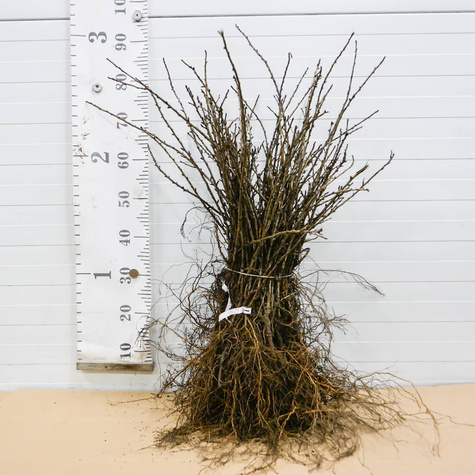 Agrest czerwony bezkolcowy Spine Free Plant Pack