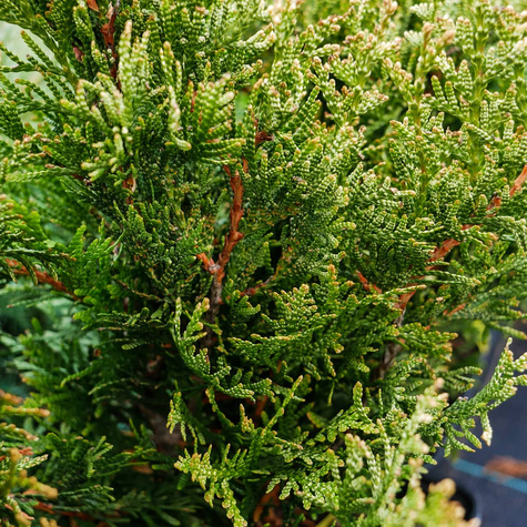 Thuja Tuja Żywotnik olbrzymi Kórnik 3
