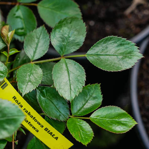 Róża rabatowa BIAŁA wielokwiatowa